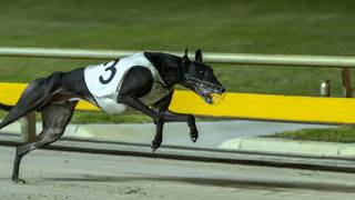 Kingsbrae Brett faces new distance challenge