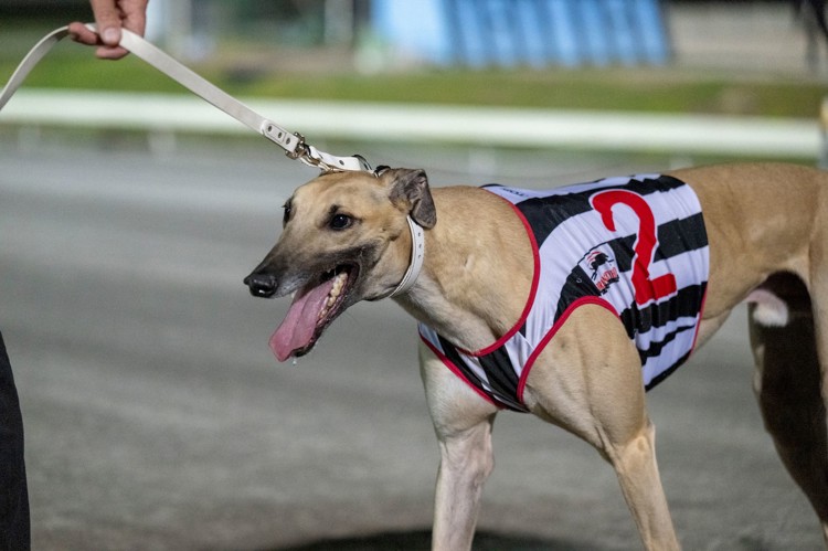 tSwNB2kw.jpeg tSwNB2kw.jpeg