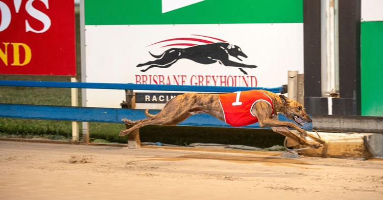 dusty-winning.jpeg dusty-winning.jpeg