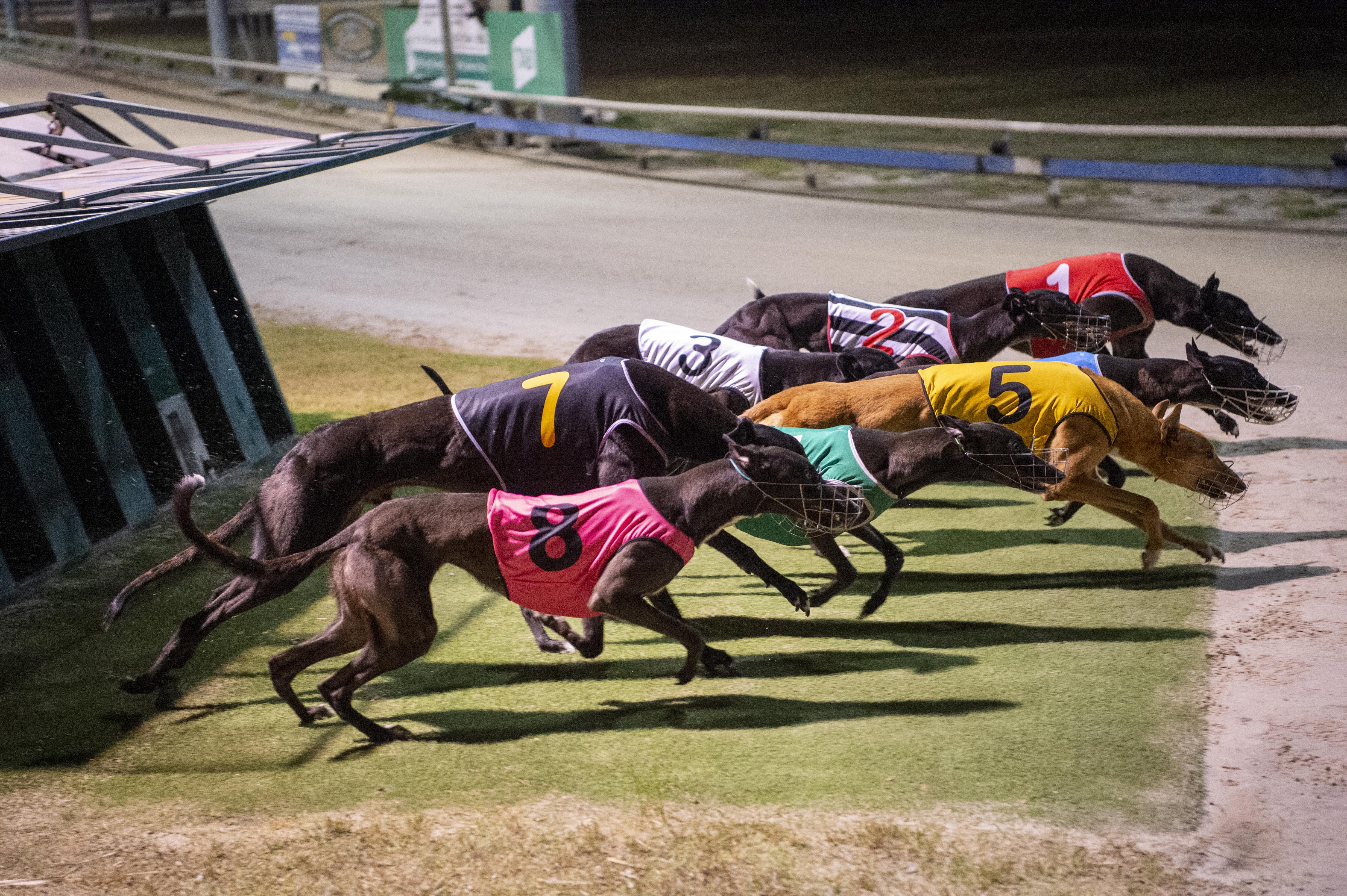 Auction Sprint Final Racing Queensland