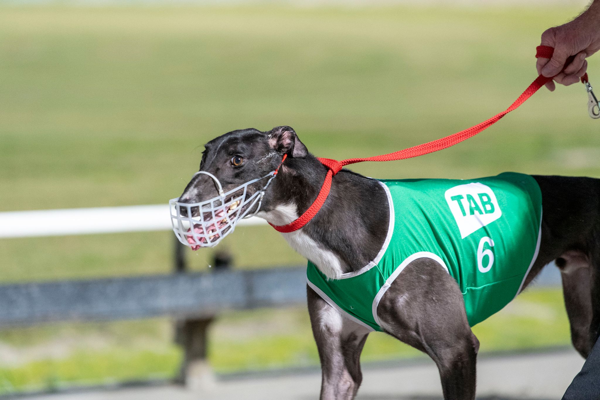 Greyhound TWITTER @ BRISGREYS 520m Mon 14 Aug 2023 :: Racing Queensland