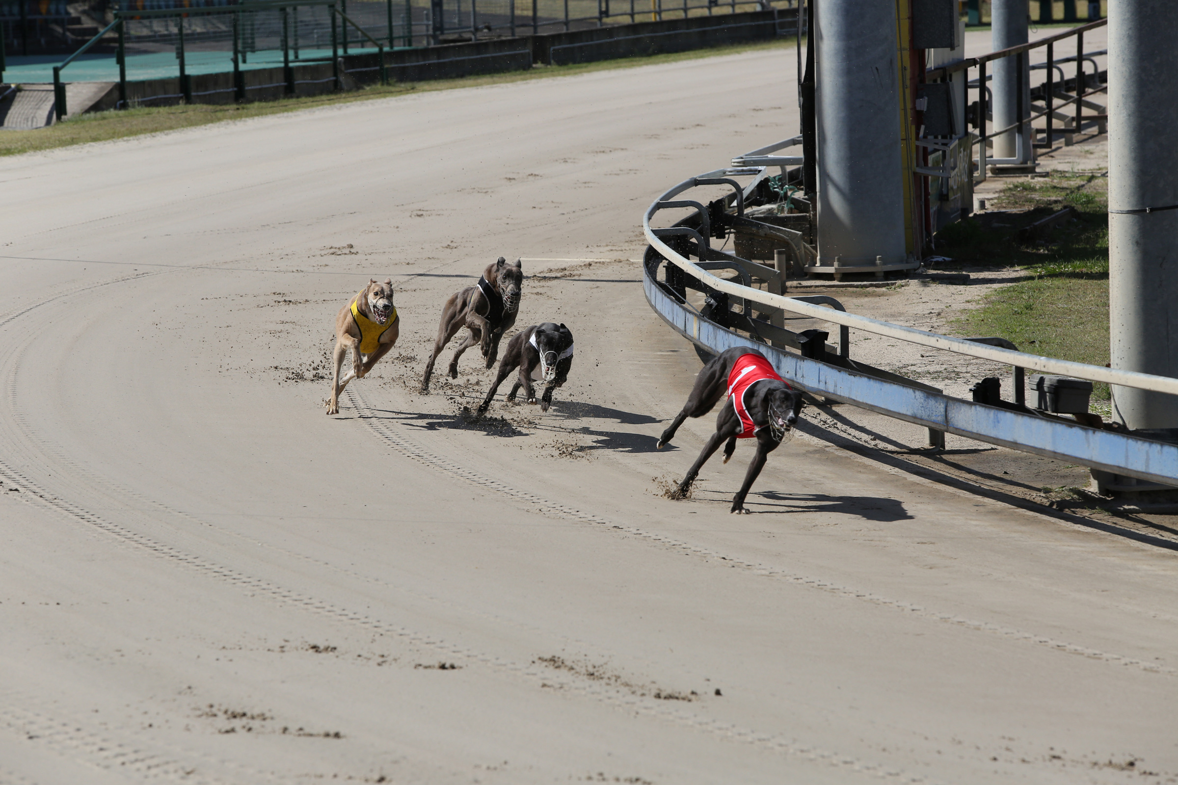 Central Queensland owners dreaming of dual Jewel prize :: Racing Queensland