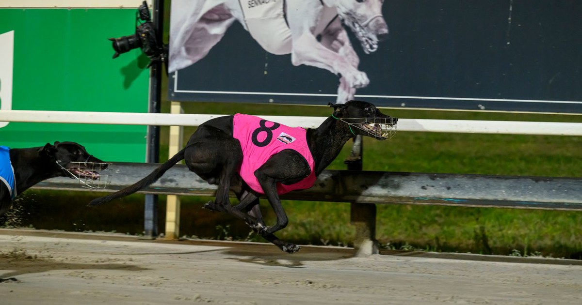 Midnight Bandit set to give Paull his ‘Rocky’ moment :: Racing Queensland