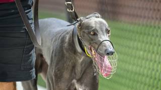 Elson’s glass ‘half full’ after tough Golden Chase draw