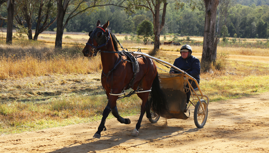 Nathan Dawson driving Charmed Conquest to victory for Jason Carkeet.