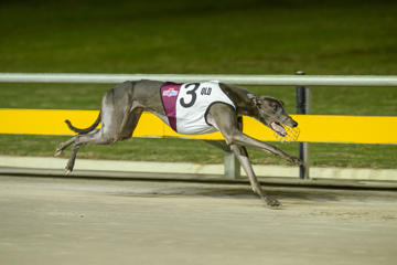 Origin Greyhounds Night
