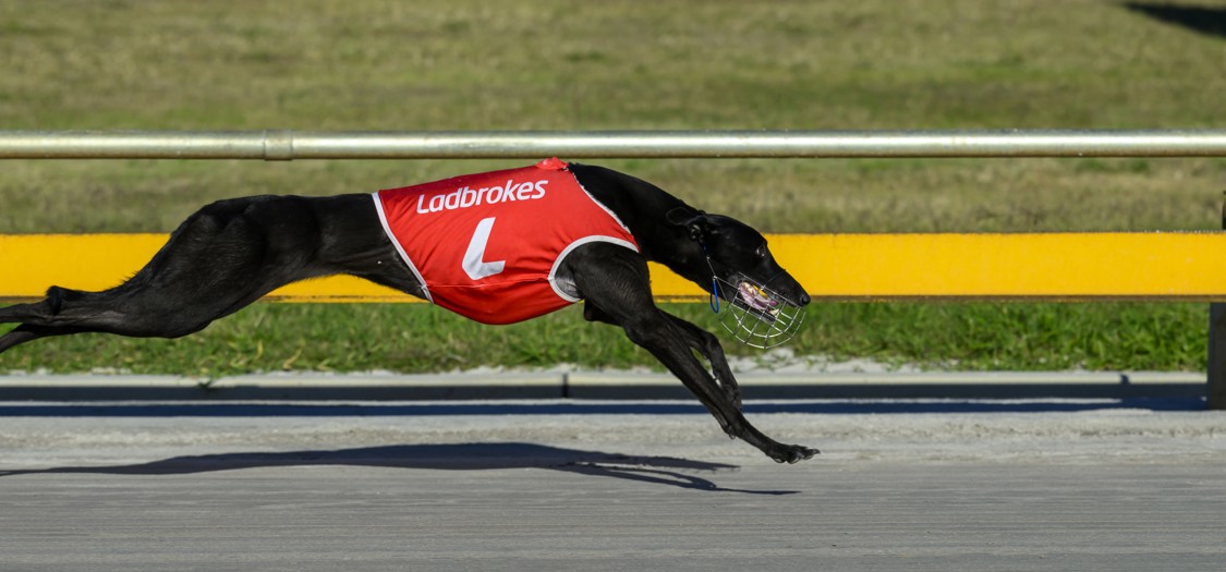 From military dogs to winning greyhounds for Wielander