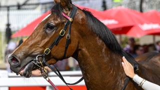 Heathcote banking on Amuseantes’ family class