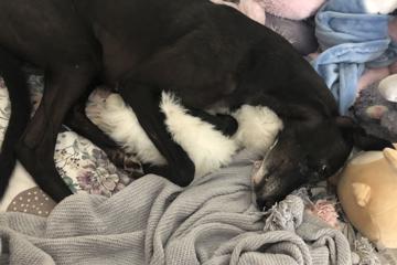 Toy hoarding greyhound cures a young girl's anxiety