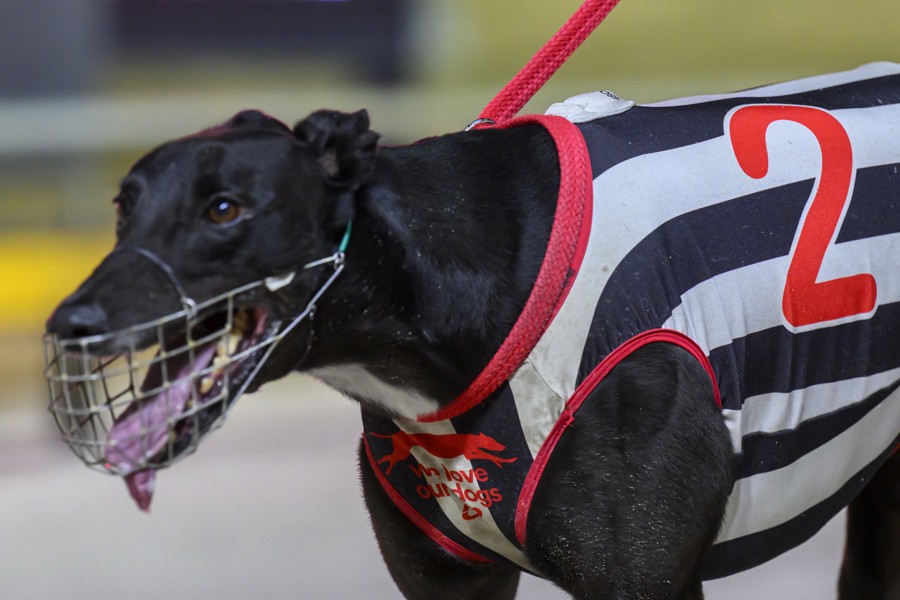 Malawi Rebel winning on Thursday evening for Gerald Corrigan.