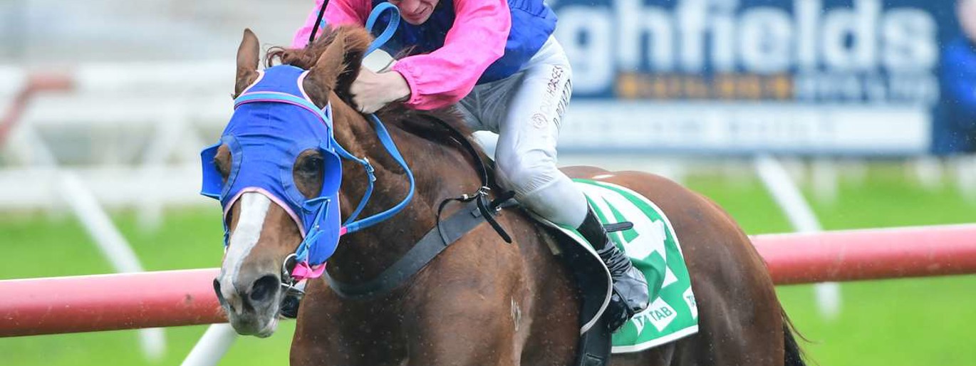 Flank Speed ready for Miles challenge :: Racing Queensland