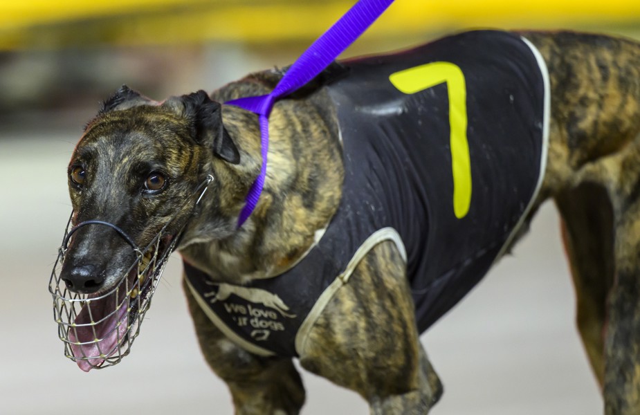 Riorson Bale from the Greg Deering kennel.