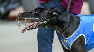 Crick puts exciting addition on Rockhampton Cup path