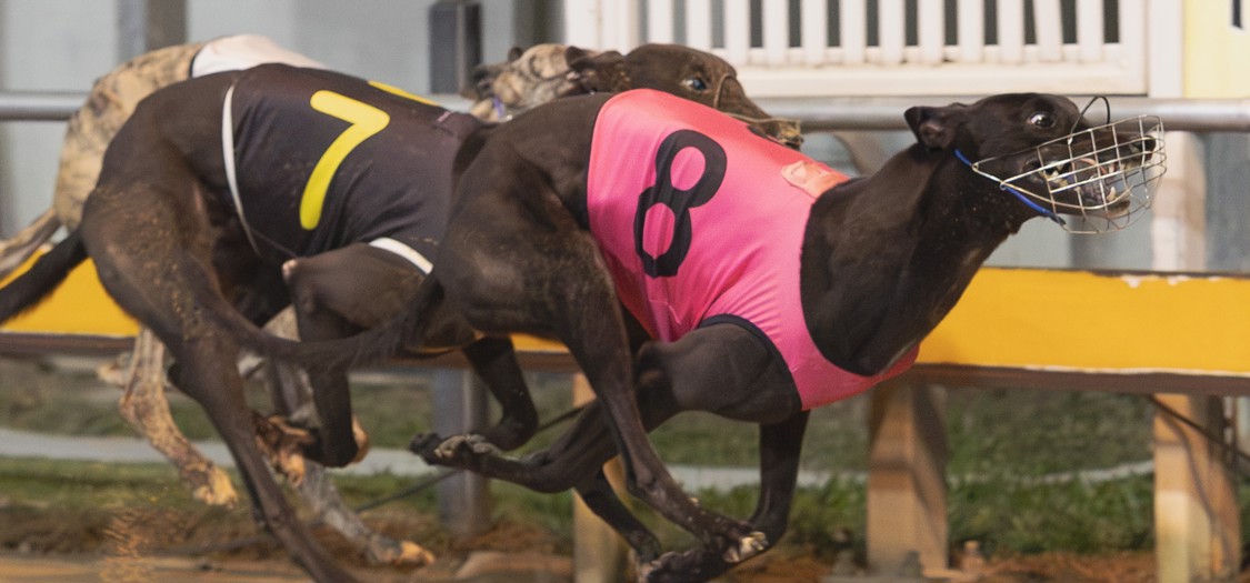 She's Spirited winning the heat for trainer Mark Partland. Pictures: Clix Pix – Kevin Chun Tie.