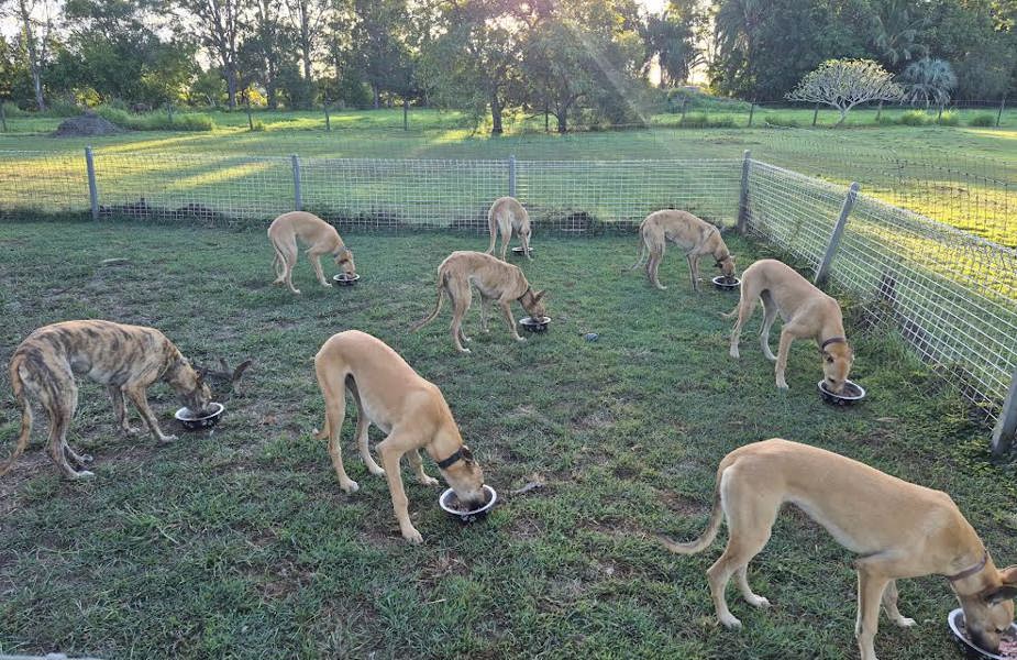 Louise Cameron's eight-pup litter after a repeat Mount Cambla and Cardi Rocks mating.