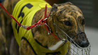 Beast Royale looms large in Grand Prix Final
