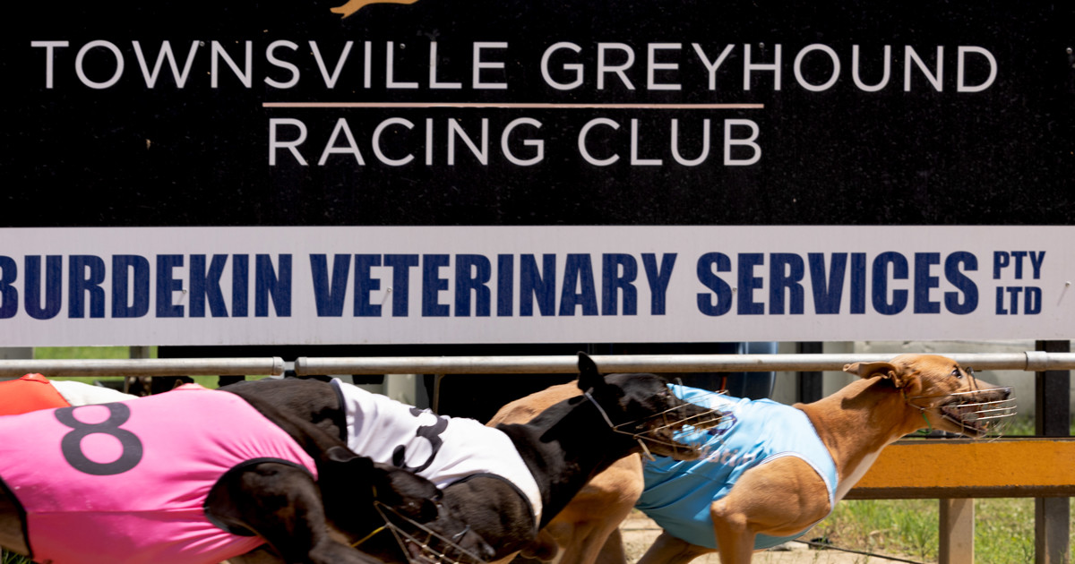 Animal R3 Lovely Madeline ready for Futurity test :: Racing Queensland