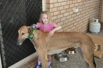 Ex-racer is a huge, loveable prized family pet