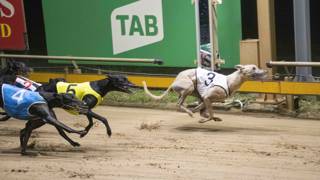 Denied Bail looking for break out maiden win