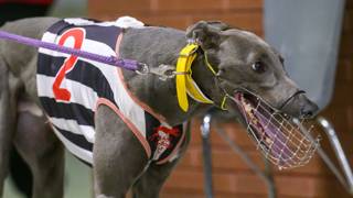Lion’s namesake chasing Derby glory