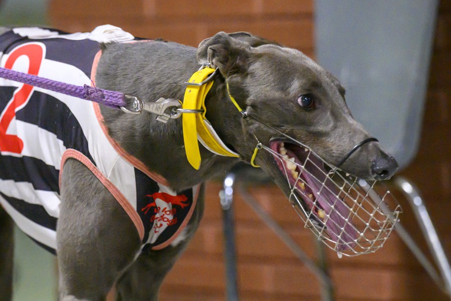 Lion’s namesake chasing Derby glory