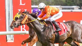 Lean Eagle on track for Cleveland Bay