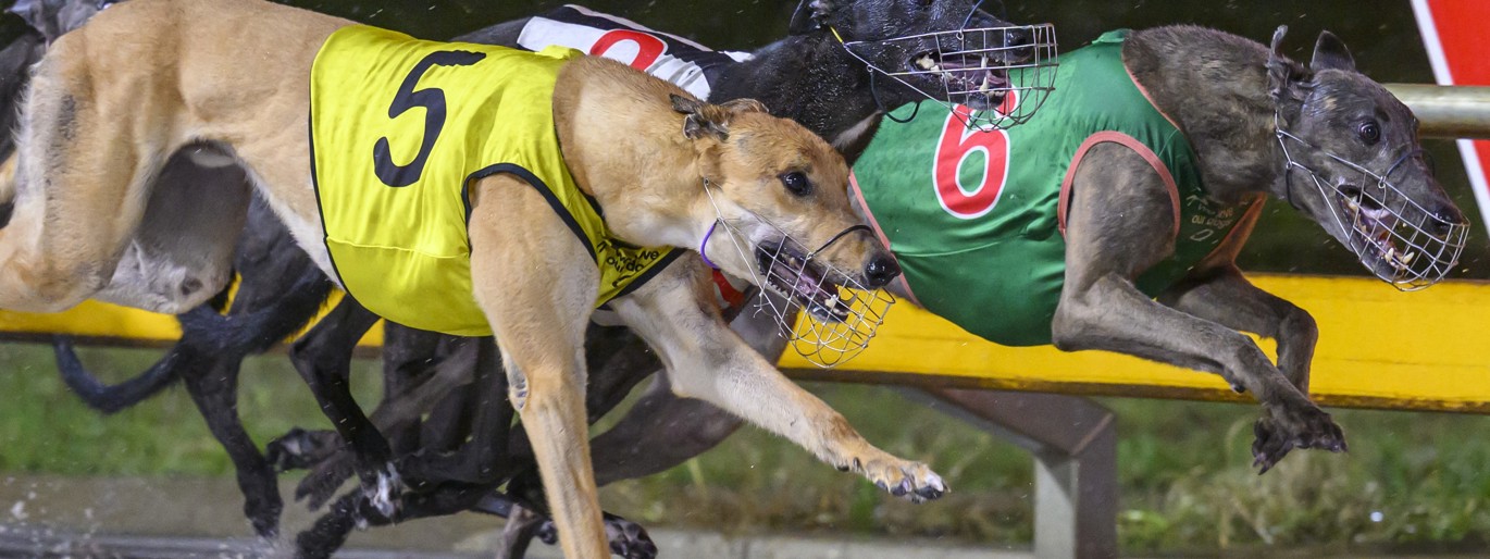 Old Koby Keeping the faith in Derby outsider :: Racing Queensland