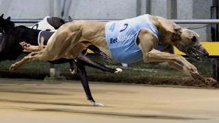 Townsville owner sees a bright future in Mad Bunch