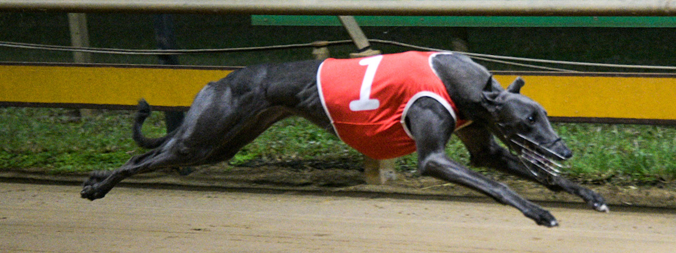 D Programmer Racing Queensland Grading Procedure and Programming Review Update ...