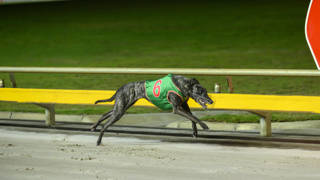 Zipping Lee fast building momentum for Townsville Cup