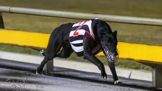 Golden Chase glory puts Lakeside Cup in Corrigan’s sights