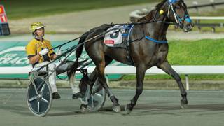 Dashman's harness examination - April 7