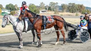 Teenager Limpus making her mark in the sulky