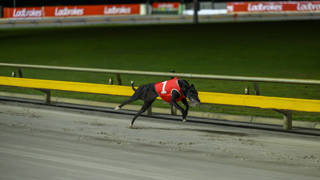 Vin Rose unfazed by pink rug in Flying Amy Classic