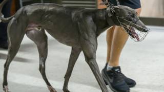 Speedsters set to clash in Ipswich Cup decider