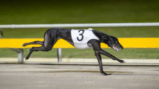 Rivals renew hostilities in Dashing Corsair Final