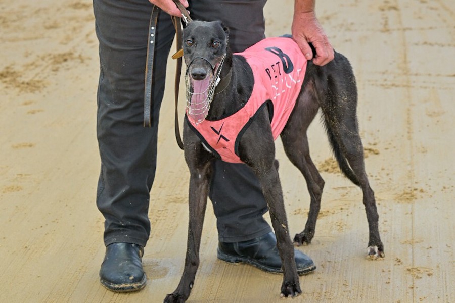 Vanzant Hayze Tracy Trigg