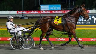 Dashman's harness look ahead - March 27