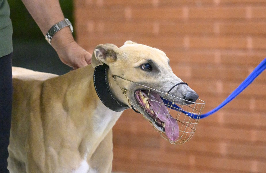 Neame from the Tony Zammit team at Yatala