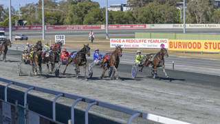 Queensland harness racing barrier trials update