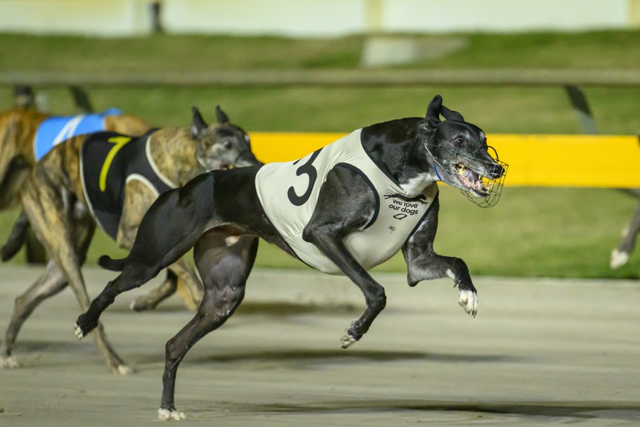 Gold Force from the Michelle Sultana kennel winning from David Bourke's Mile A Minute.