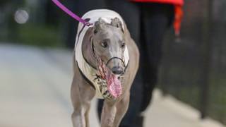 Idea’s Girl in peak form for Capalaba Cup