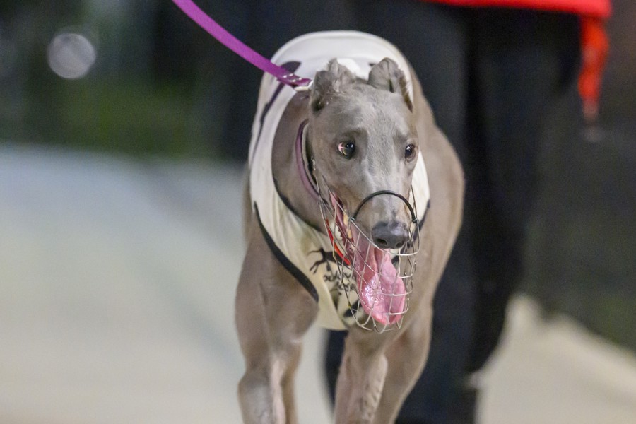 Idea’s Girl in peak form for Capalaba Cup