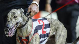 Magpie Hector out for luck in Queensland Cup heats