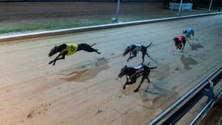 Preh’s love and care keeps Ashy Bear on the podium