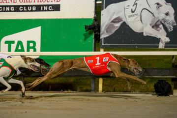 Brisbane Cup Night