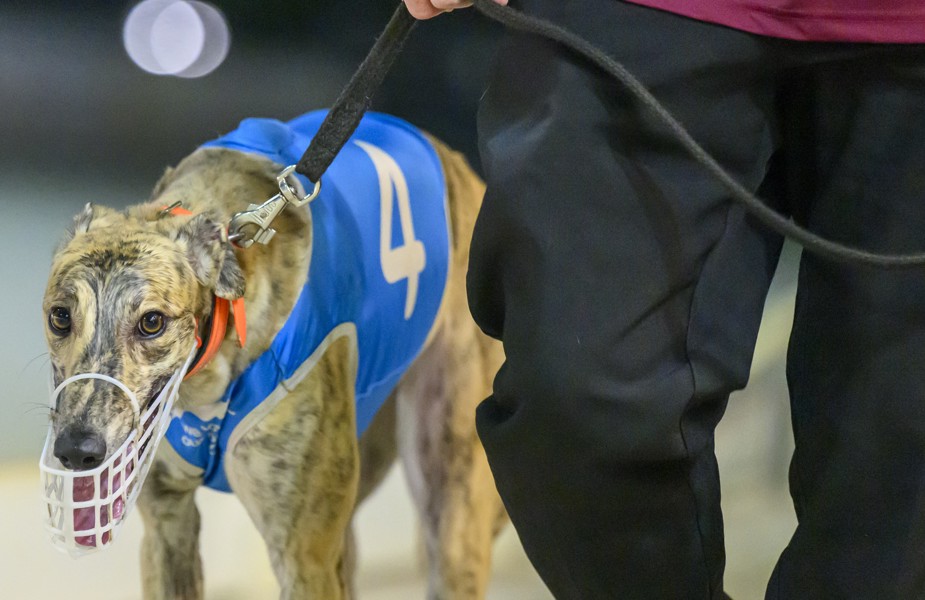Cheeky Belgin from the Peter O'Reilly kennel.