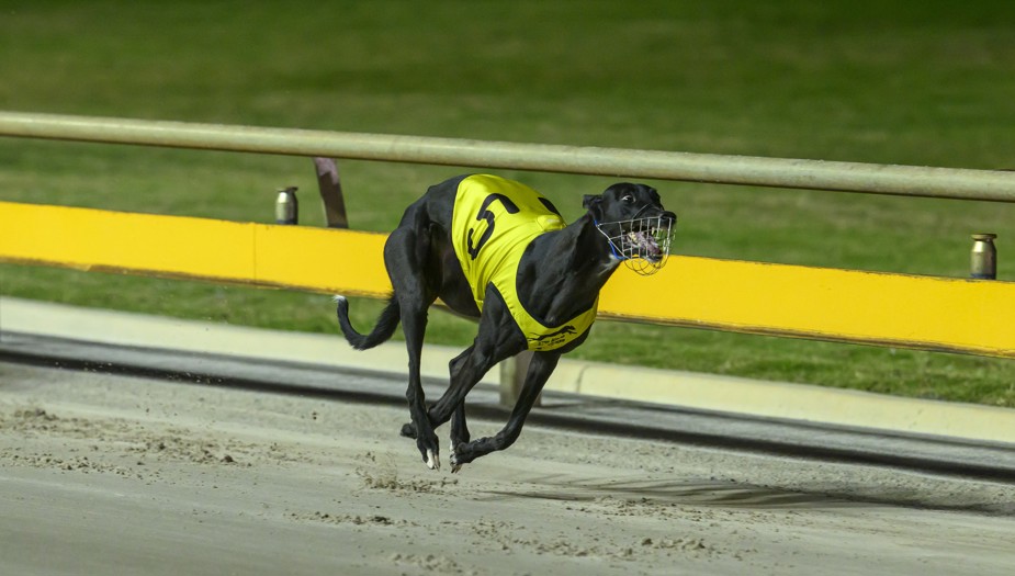 Beautiful Child from the Ben McGrath kennel.