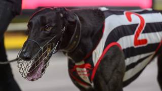 Dalgety’s sizzling debut has Evans dreaming big