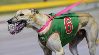 Travis Elson wants a Golden Chase triple